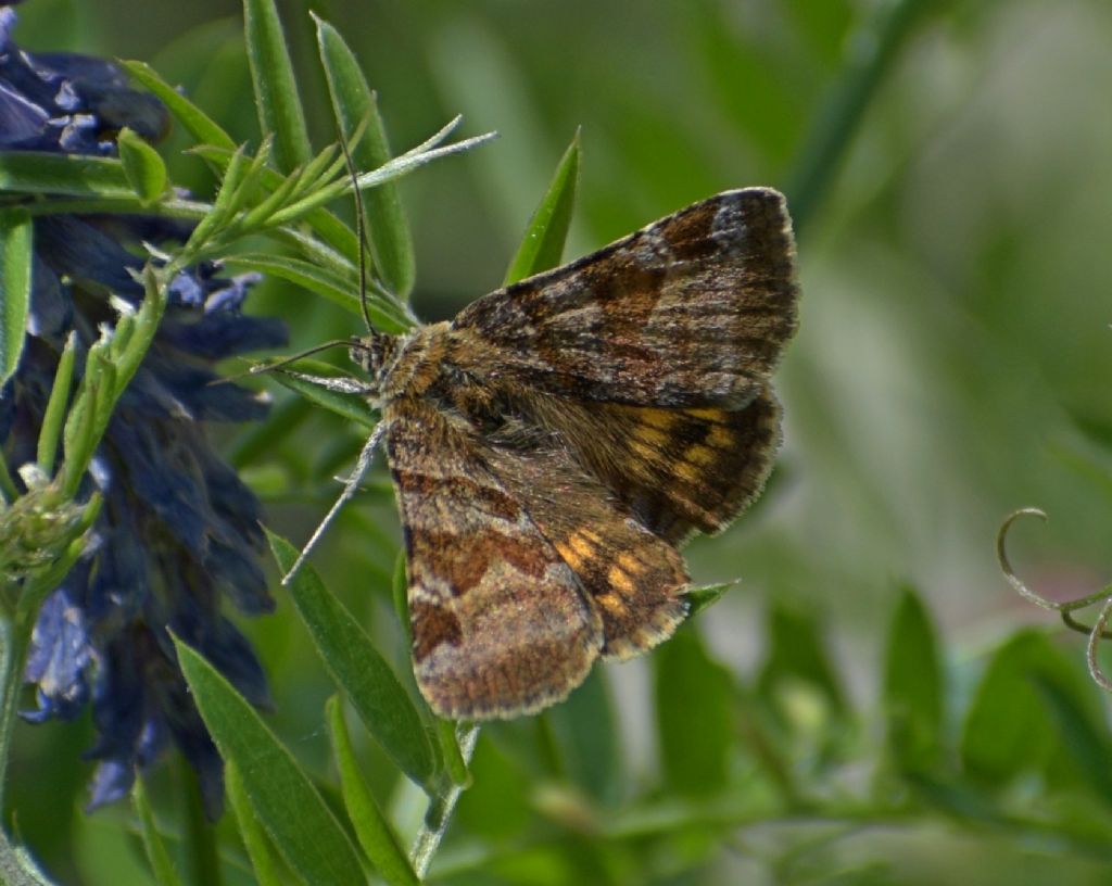 Euclidia glyphica - Erebidae